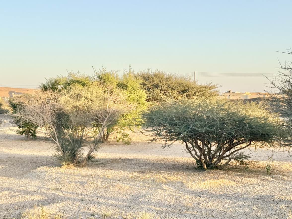 ظل مستدام ٢